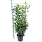 Laurier Genolia ® (Prunus laurocerasus 'Genolia Mariblon' ®)110 à 130 cm in pot