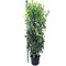 Laurier Genolia ® (Prunus laurocerasus 'Genolia Mariblon' ®)140 à 150 cm in pot - Copy