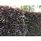 Rode beukenhaag  Fagus sylvatica 'Atropunicea' 125 tot 200 cm