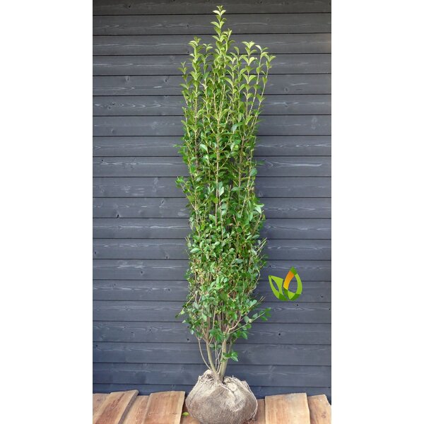 Ligustrum vulgare  'Atrovirens' Wintergroene Liguster vulgare 'Atrovirens'  -