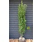 Ligustrum vulgare  'Atrovirens' Wintergroene Liguster vulgare 'Atrovirens'  -