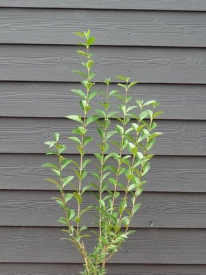 Liguster ofwel Ligustrum vulgare 'Atrovirens' 40 à  60 cm blote wortel