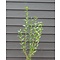 Liguster ofwel  Ligustrum vulgare 'Atrovirens'  blote wortel
