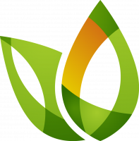 Beukenplanten kopen bij Tuinplantenwebwinkel.nl