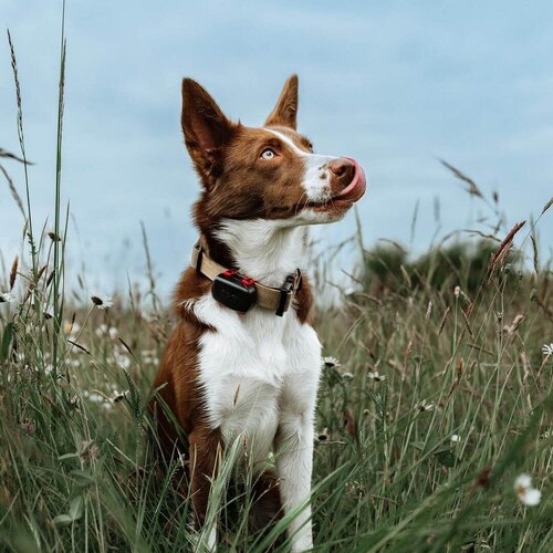 Dog Trace DOG GPS mini-locator voor honden