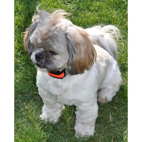 Dog Trace Anti-blafhalsband d-mute klein