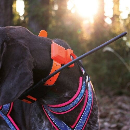 Dog Trace Volgsysteem DOG GPS X40B