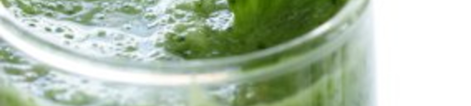 Lekkere recepten voor heerlijke én gezonde tarwegras shakes!