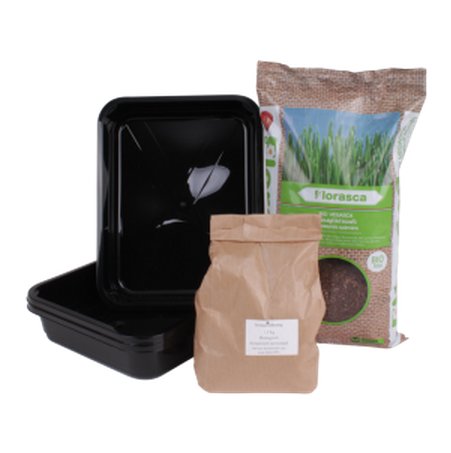 Hoe kweek je zelf het beste tarwegras? - Nieuwsbrief 19-03-2015