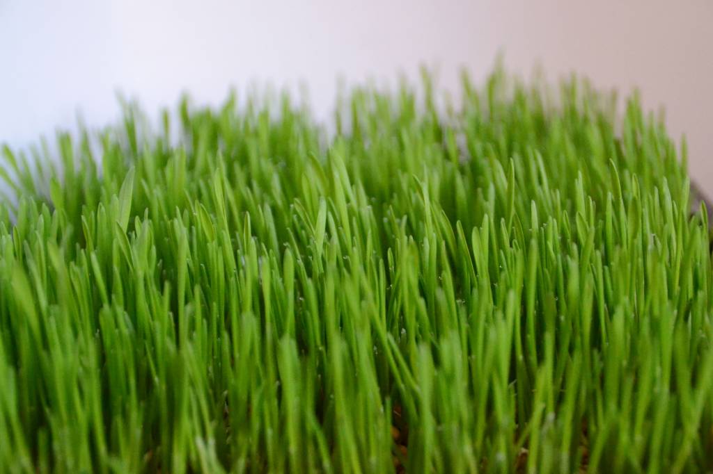 Lente: zelf kweken met korting & winactie!