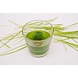Tarwegrasshots Bundels cupjes bevroren Tarwegrassap Tarwegrasshots Bundels cupjes bevroren Tarwegrassap