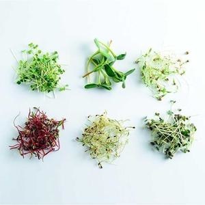 VegeBox™ Home - Indoor Hydroponic Garden