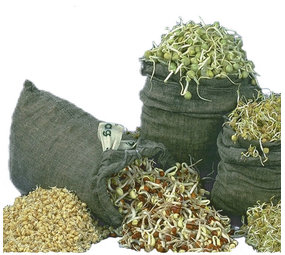 Sproutman Sproutman Hennep Kiemzak Sproutman Sproutman Hennep Kiemzak