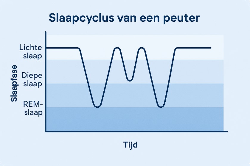 Schematische weergave van de slaapcyclus van een peuter met slaapfasen