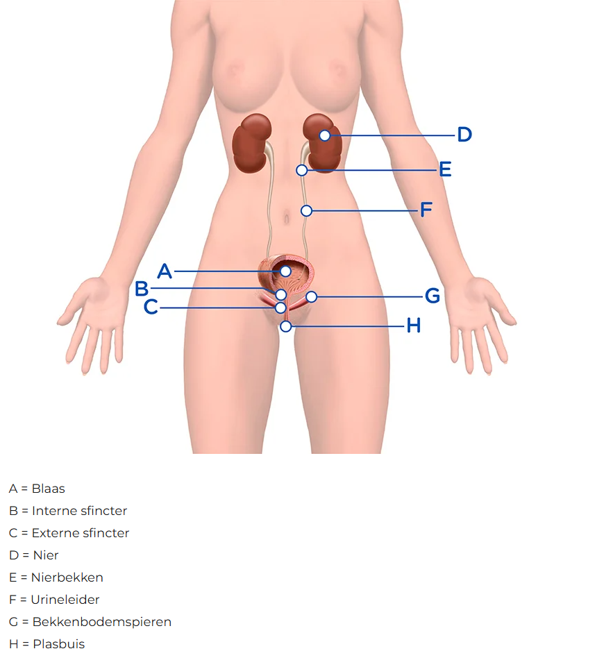 Illustratie van blaas en bekkenbodem als oorzaak van veel plassen