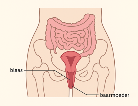 Anatomie van de bekkenbodem en organen zoals blaas en darmen