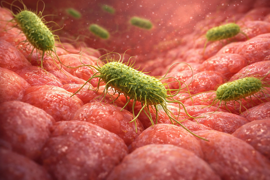 Illustratie van E. coli-bacteriën die via de plasbuis de blaas bereiken en een blaasontsteking veroorzaken