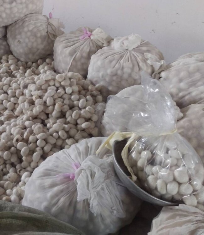 Emperior Silk Zijden dekbed Belcanto 4-seiz. met katoenen tijk