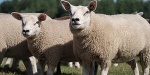Wollen dekbed: warm, ademend en natuurlijk slapen