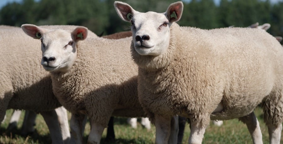 Wollen dekbed: warm, ademend en natuurlijk