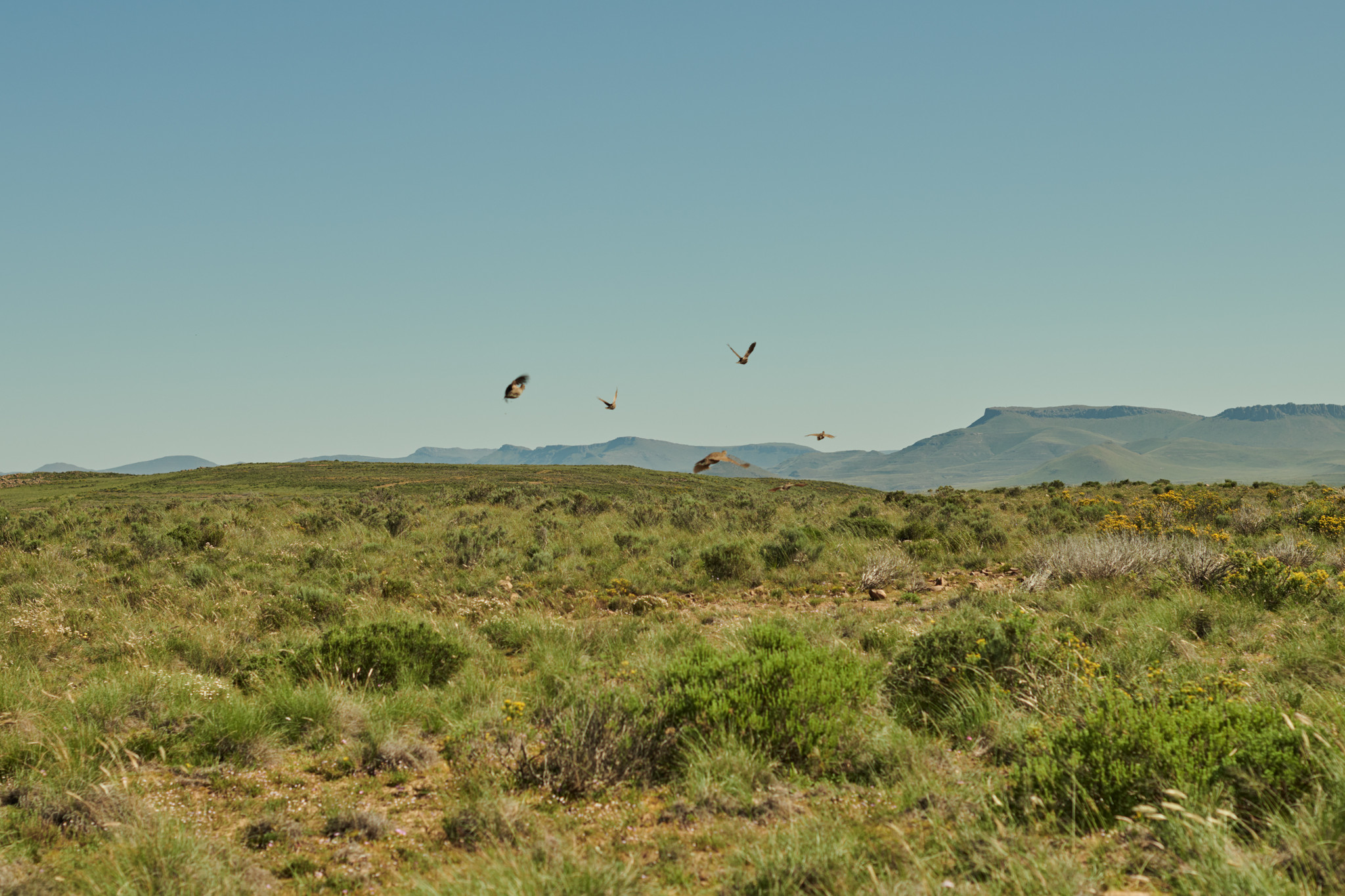 Killing Time in the Karoo.