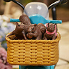 Hasbro Marvel Legends: Squirrel Girl with Vehicle Hasbro Marvel Legends: Squirrel Girl with Vehicle