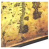 The Noble Collection The Hobbit: The Map of Middle-Earth The Noble Collection The Hobbit: The Map of Middle-Earth