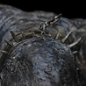 Weta Workshop Lord of the Rings Mini Statue Cave Troll 16 cm Weta Workshop Lord of the Rings Mini Statue Cave Troll 16 cm