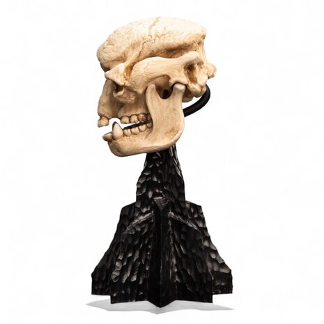 Weta Workshop Lord of the Rings Mini Statue Skull of a Cave Troll 21 cm Weta Workshop Lord of the Rings Mini Statue Skull of a Cave Troll 21 cm