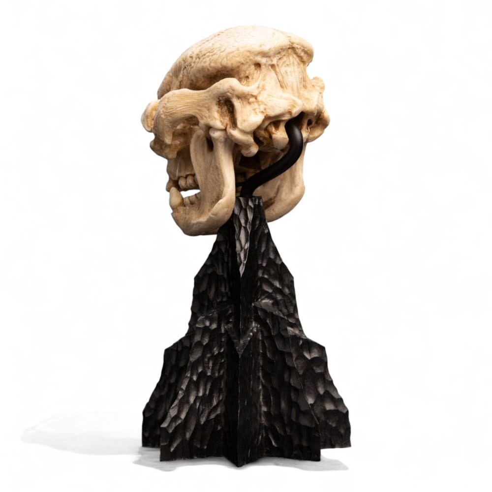 Weta Workshop Lord of the Rings Mini Statue Skull of a Cave Troll 21 cm Weta Workshop Lord of the Rings Mini Statue Skull of a Cave Troll 21 cm