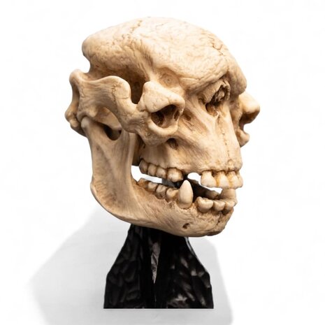 Weta Workshop Lord of the Rings Mini Statue Skull of a Cave Troll 21 cm Weta Workshop Lord of the Rings Mini Statue Skull of a Cave Troll 21 cm