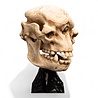 Weta Workshop Lord of the Rings Mini Statue Skull of a Cave Troll 21 cm Weta Workshop Lord of the Rings Mini Statue Skull of a Cave Troll 21 cm