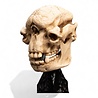 Weta Workshop Lord of the Rings Mini Statue Skull of a Cave Troll 21 cm Weta Workshop Lord of the Rings Mini Statue Skull of a Cave Troll 21 cm