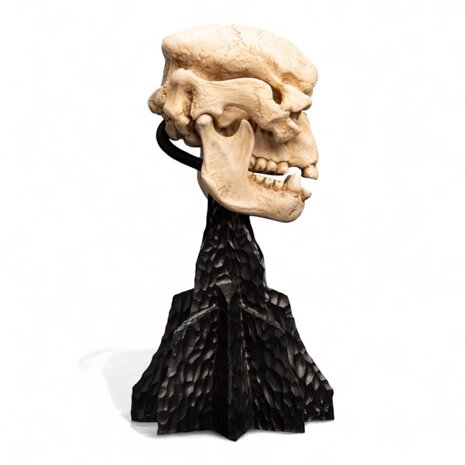 Weta Workshop Lord of the Rings Mini Statue Skull of a Cave Troll 21 cm Weta Workshop Lord of the Rings Mini Statue Skull of a Cave Troll 21 cm