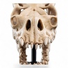 Weta Workshop Lord of the Rings Mini Statue Skull of a Fell Beast 21 cm Weta Workshop Lord of the Rings Mini Statue Skull of a Fell Beast 21 cm