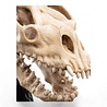 Weta Workshop Lord of the Rings Mini Statue Skull of a Fell Beast 21 cm Weta Workshop Lord of the Rings Mini Statue Skull of a Fell Beast 21 cm
