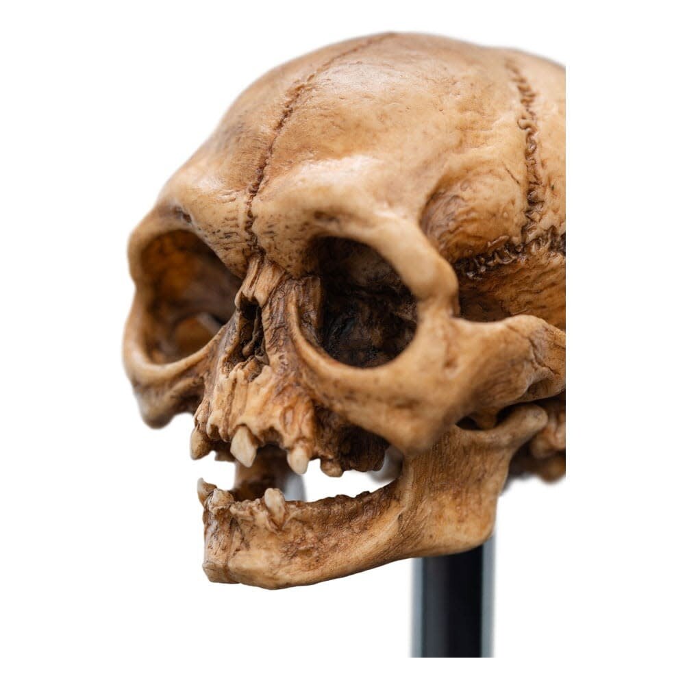 Weta Workshop Lord of the Rings Mini Statue Skull of Gollum 13 cm Weta Workshop Lord of the Rings Mini Statue Skull of Gollum 13 cm