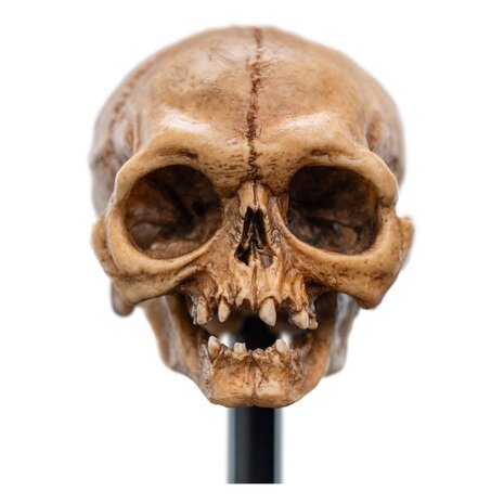 Weta Workshop Lord of the Rings Mini Statue Skull of Gollum 13 cm Weta Workshop Lord of the Rings Mini Statue Skull of Gollum 13 cm