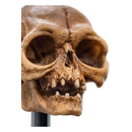 Weta Workshop Lord of the Rings Mini Statue Skull of Gollum 13 cm Weta Workshop Lord of the Rings Mini Statue Skull of Gollum 13 cm