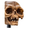 Weta Workshop Lord of the Rings Mini Statue Skull of Gollum 13 cm Weta Workshop Lord of the Rings Mini Statue Skull of Gollum 13 cm