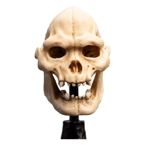 Weta Workshop Lord of the Rings Mini Statue Skull of Lurtz 14 cm Weta Workshop Lord of the Rings Mini Statue Skull of Lurtz 14 cm
