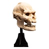 Weta Workshop Lord of the Rings Mini Statue Skull of Lurtz 14 cm Weta Workshop Lord of the Rings Mini Statue Skull of Lurtz 14 cm