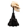 Weta Workshop Lord of the Rings Mini Statue Skull of Lurtz 14 cm Weta Workshop Lord of the Rings Mini Statue Skull of Lurtz 14 cm