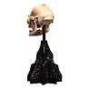 Weta Workshop Lord of the Rings Mini Statue Skull of Lurtz 14 cm Weta Workshop Lord of the Rings Mini Statue Skull of Lurtz 14 cm