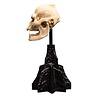 Weta Workshop Lord of the Rings Mini Statue Skull of Lurtz 14 cm Weta Workshop Lord of the Rings Mini Statue Skull of Lurtz 14 cm