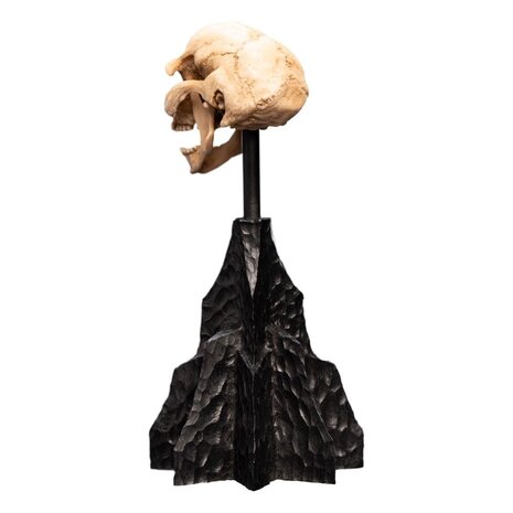 Weta Workshop Lord of the Rings Mini Statue Skull of a Moria Orc 13 cm Weta Workshop Lord of the Rings Mini Statue Skull of a Moria Orc 13 cm