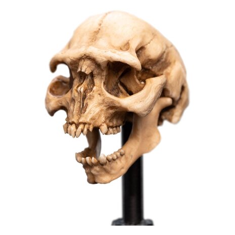Weta Workshop Lord of the Rings Mini Statue Skull of a Moria Orc 13 cm Weta Workshop Lord of the Rings Mini Statue Skull of a Moria Orc 13 cm
