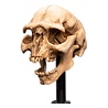 Weta Workshop Lord of the Rings Mini Statue Skull of a Moria Orc 13 cm Weta Workshop Lord of the Rings Mini Statue Skull of a Moria Orc 13 cm