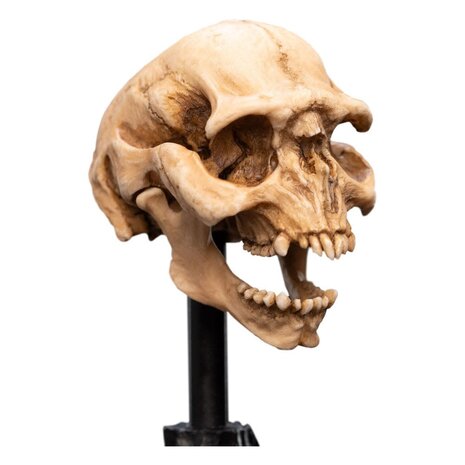 Weta Workshop Lord of the Rings Mini Statue Skull of a Moria Orc 13 cm Weta Workshop Lord of the Rings Mini Statue Skull of a Moria Orc 13 cm