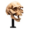 Weta Workshop Lord of the Rings Mini Statue Skull of a Moria Orc 13 cm Weta Workshop Lord of the Rings Mini Statue Skull of a Moria Orc 13 cm